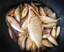 Basin of Fresh River Fish